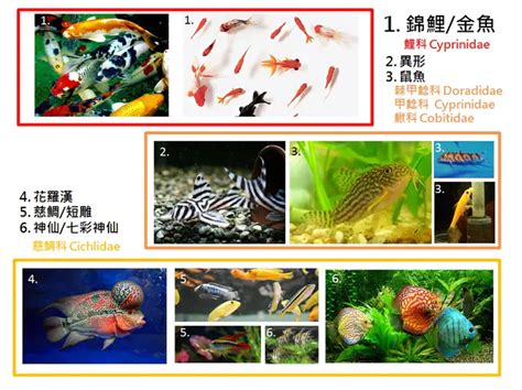興趣養魚英文